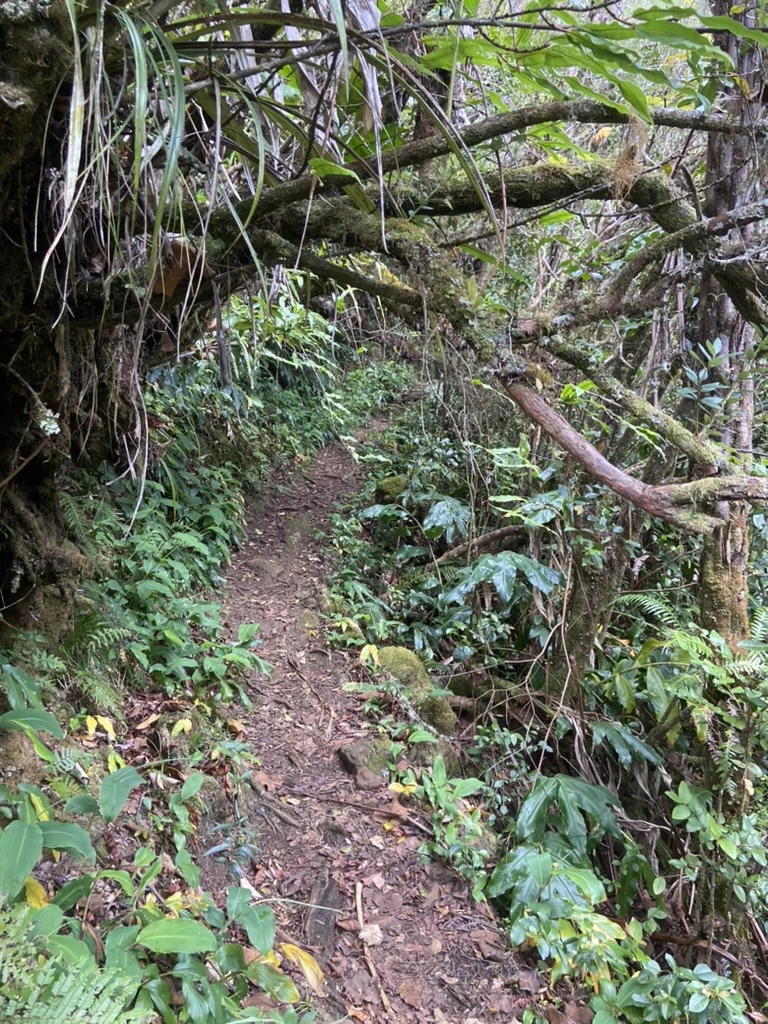 A narrow natural-history trail passing through dense tropical forest on Réunion Island.