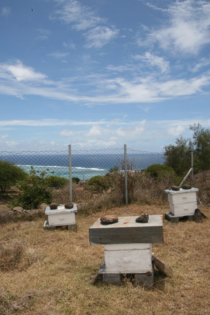 Managed honey bee colonies beside the coast of Réunion Island.