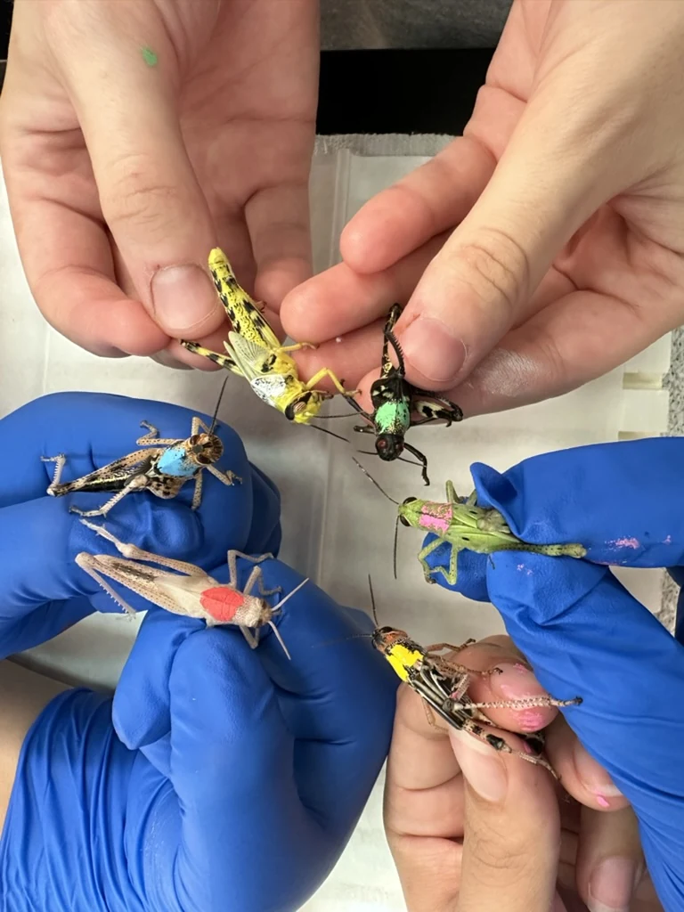 Multiple grasshopper species and phenotypes held carefully during laboratory work in Texas.