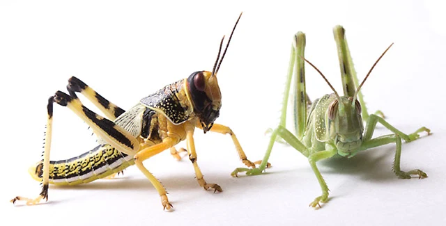 A dark gregarious locust and a green solitarious locust face each other on a white background, illustrating contrasting phase phenotypes.