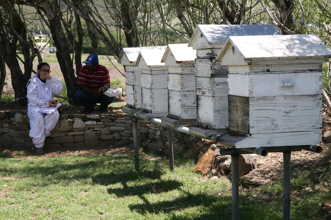 Maéva Techer in beekeeping protective clothing beside wooden honey bee hives with a field collaborator.
