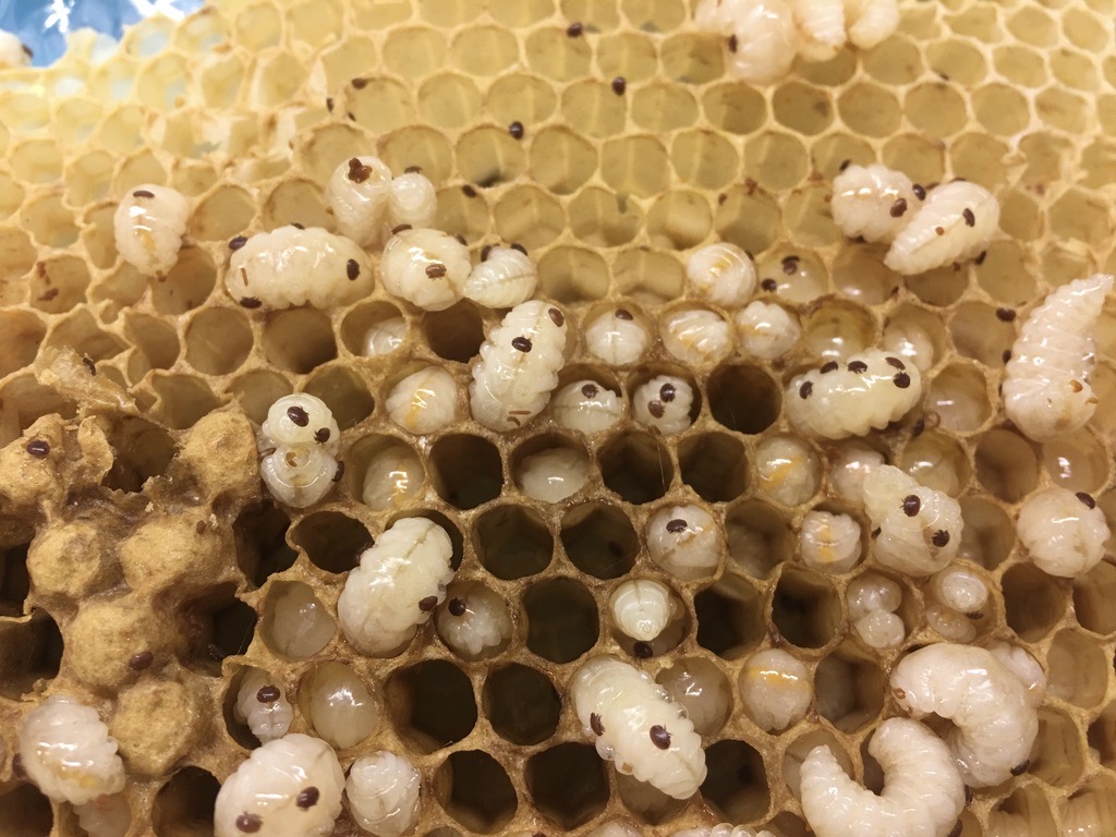 Opened honey bee brood cells containing larvae and pupae with multiple visible Varroa destructor mites.