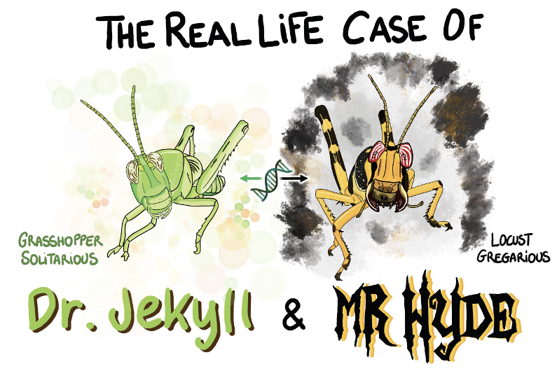 Original Dr. Jekyll and Mr. Hyde illustration comparing a green solitary grasshopper with a yellow and black gregarious locust.