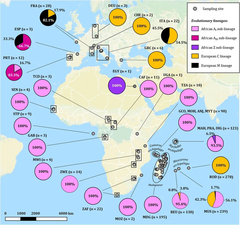 Map of honey bee sampling locations and mitochondrial lineage proportions across Europe, Africa, and southwest Indian Ocean islands.