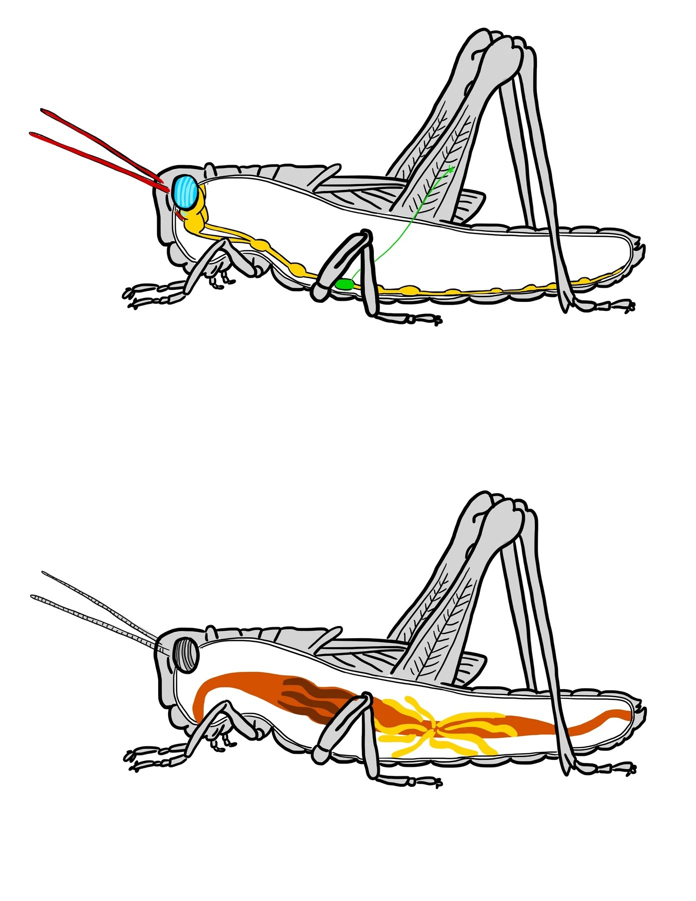 Two hand-drawn locust profiles showing highlighted internal anatomical structures.