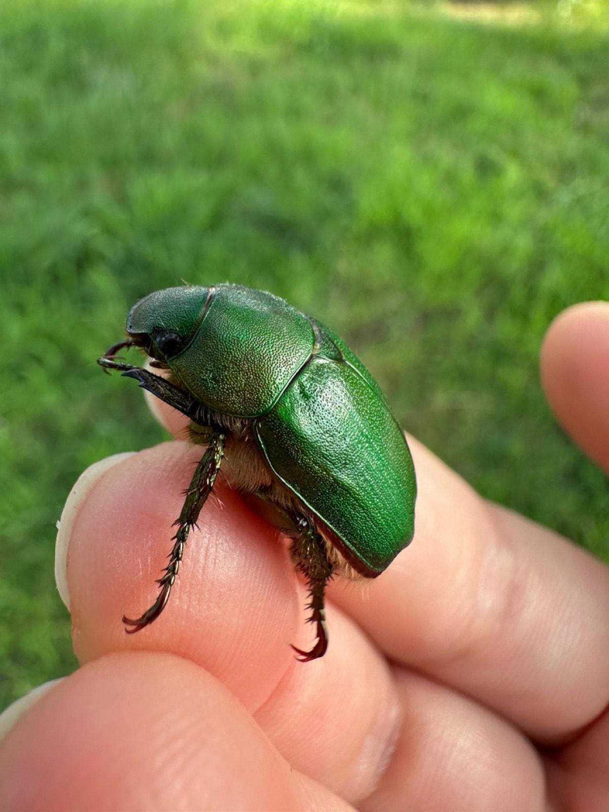 Green chafer observed by Maéva Techer in Nagareyama, Japan.