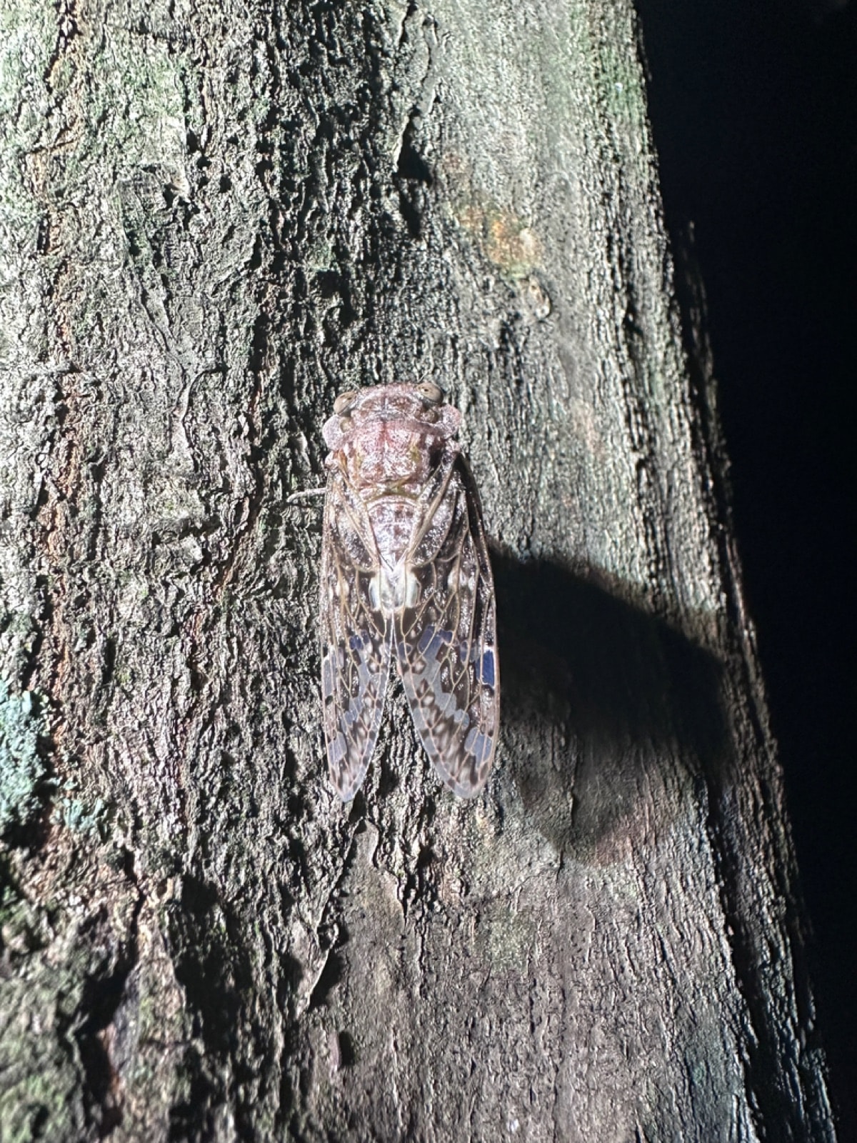 Kaempfer cicada observed by Maéva Techer in Nagareyama, Japan.