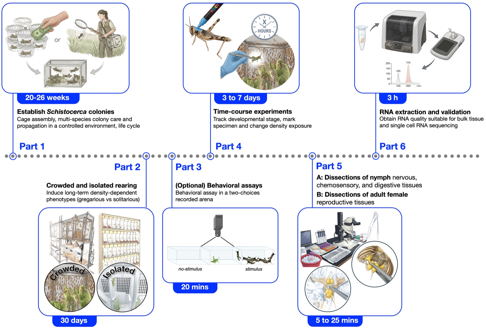 Graphical workflow for standardized Schistocerca colony care, phase manipulation, behavioral assays, dissection, and RNA extraction.