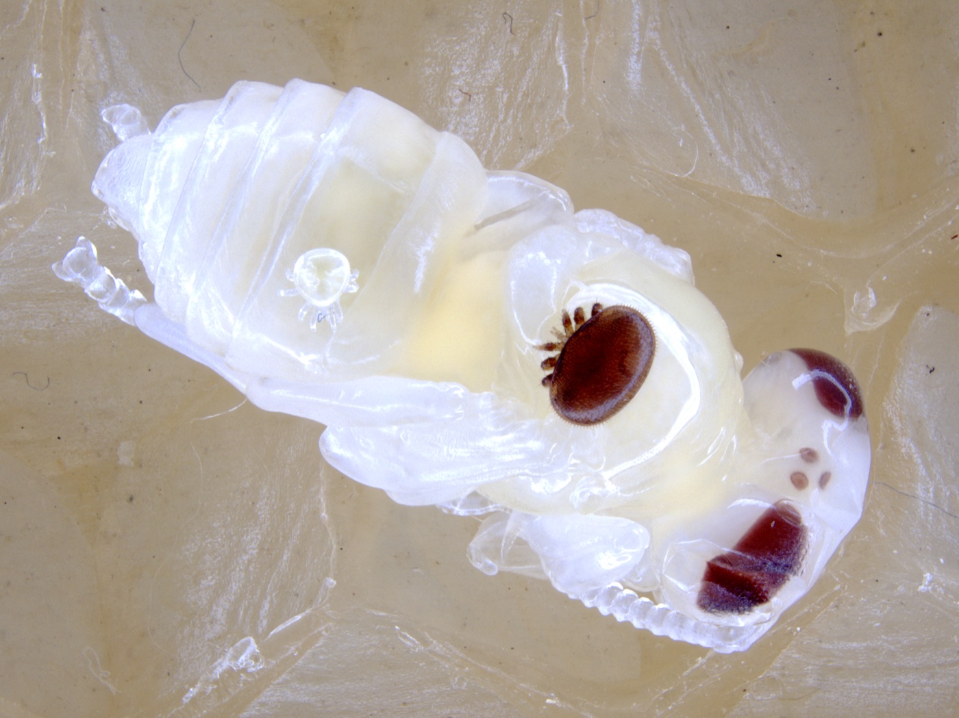 Varroa destructor mites reproducing within a capped honey bee brood cell.