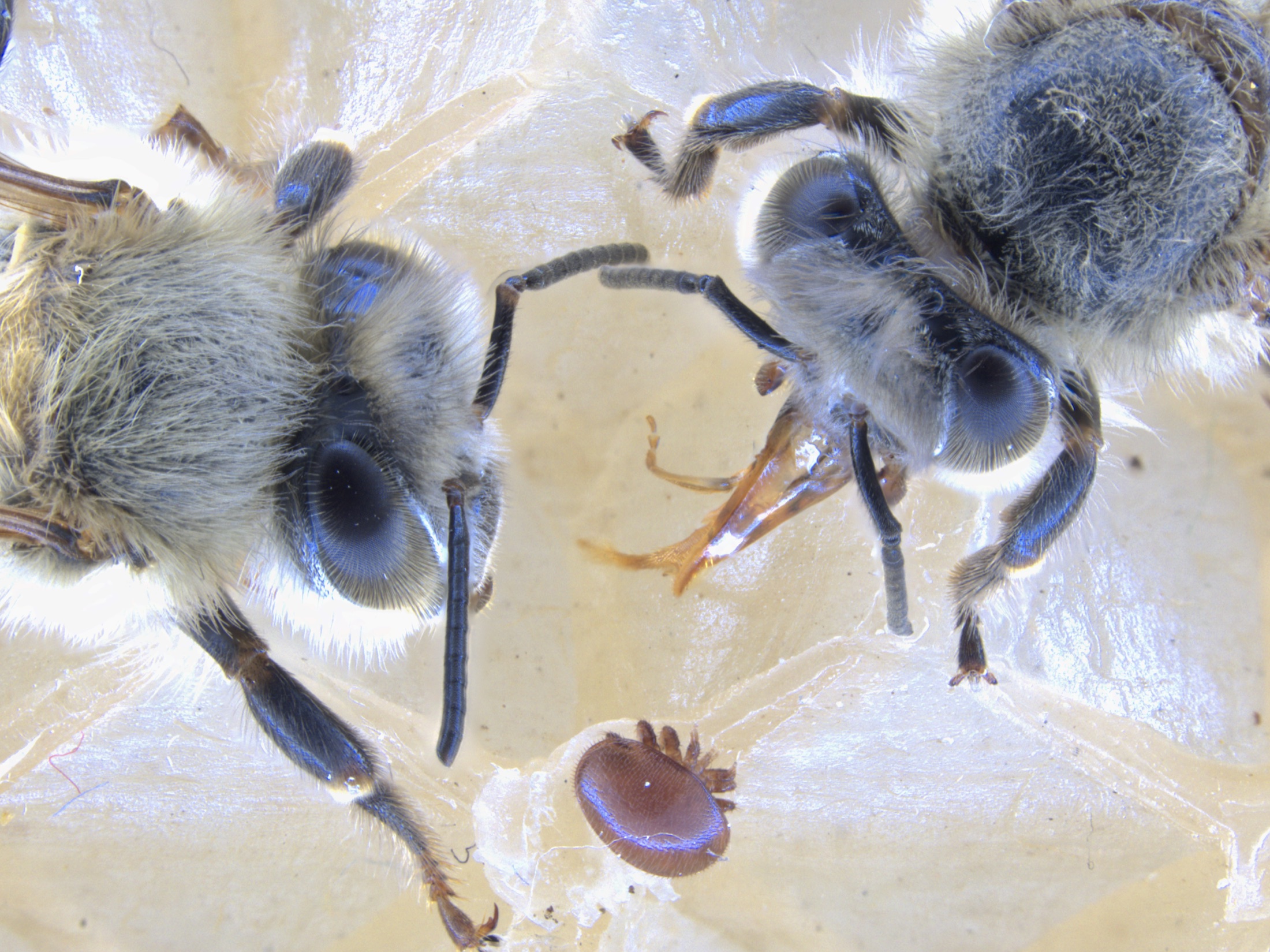Two honey bees and a Varroa mite under magnification.